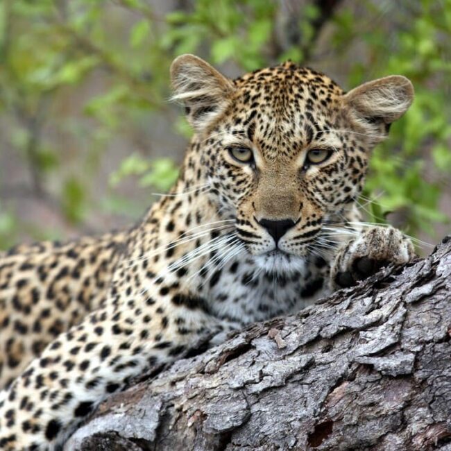 Afrique du Sud,Le Cap,Johannesburg,Parc Kruger,Blyde River Canyon,singita,lebombo lodge,boulders lodge,sweni lodge,ivory lodge,tswalu,ellerman house,one and only cape town,londolozi,ulusaba,molori,lion sands,phinda,grootbos,Morukuru,bushmans kloof