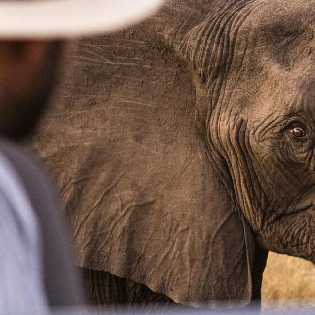 Afrique du Sud,Le Cap,Johannesburg,Parc Kruger,Blyde River Canyon,singita,lebombo lodge,boulders lodge,sweni lodge,ivory lodge,tswalu,ellerman house,one and only cape town,londolozi,ulusaba,molori,lion sands,phinda,grootbos,Morukuru,bushmans kloof