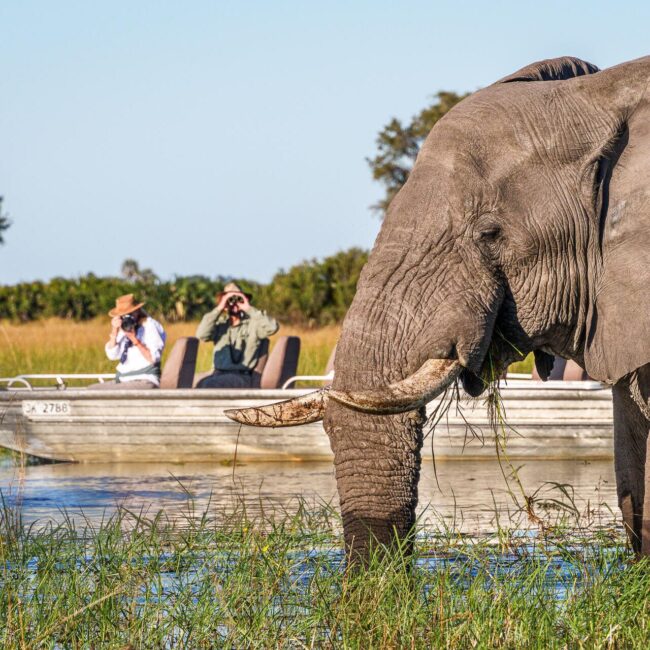 delta de l'okavango,réserve de moremi,réserve de savute,linyanti,chobe,safaris,jaocamp,wilderness safaris,safari au botswana,parc national de chobe,voyage de luxe au botswana,circuit botswana,botswana