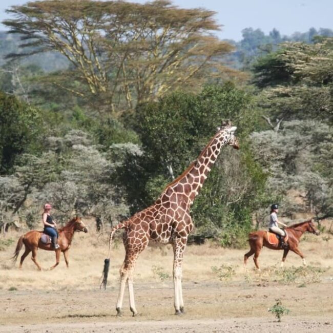 Nairobi,diani beach,mombassa,samburu,safari au kenya,plage de mombasa,voyage sur-mesure au kenya,parc national d'amboseli,hotels de luxe au kenya,faune et animaux au kenya,reserve national du masai mara,parc national de tsavo,kenya,safari
