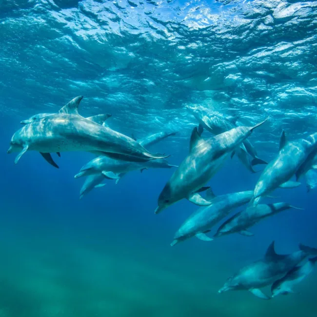 punta mamoli,maputo,quirimbas,plages du mozambique,archipel de bazaruto,safari au mozambique,plongée sous marine au mozambique