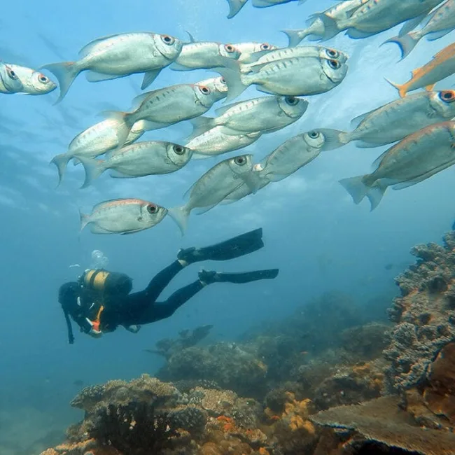 punta mamoli,maputo,quirimbas,plages du mozambique,archipel de bazaruto,safari au mozambique,plongée sous marine au mozambique