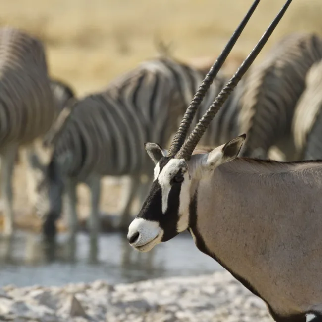 namibie,desert du namib,swakopmund,windhoek,walvis bay,sandwich harbour,twyfelfontein,damaraland,safari en namibie,parc national d'etosha,sossusvlei,circuit namibie,hotels de luxe en namibie,dunes de namibie,voyage aventure en namibie,faune de namibie