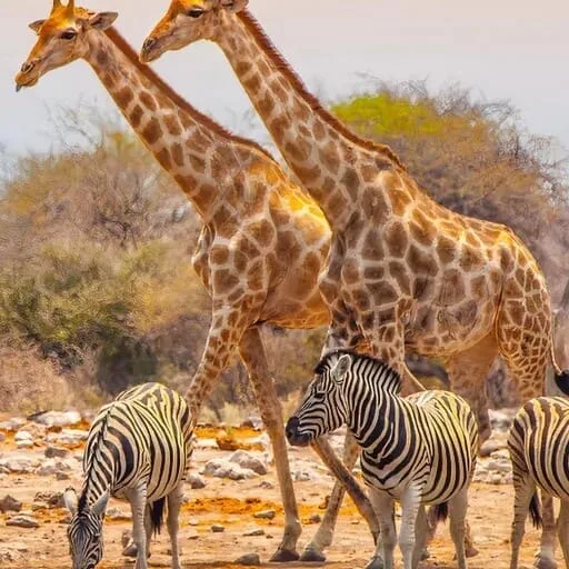 namibie,desert du namib,swakopmund,windhoek,walvis bay,sandwich harbour,twyfelfontein,damaraland,safari en namibie,parc national d'etosha,sossusvlei,circuit namibie,hotels de luxe en namibie,dunes de namibie,voyage aventure en namibie,faune de namibie