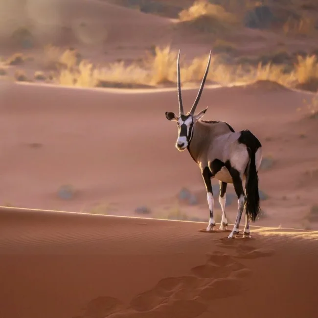 namibie,desert du namib,swakopmund,windhoek,walvis bay,sandwich harbour,twyfelfontein,damaraland,safari en namibie,parc national d'etosha,sossusvlei,circuit namibie,hotels de luxe en namibie,dunes de namibie,voyage aventure en namibie,faune de namibie