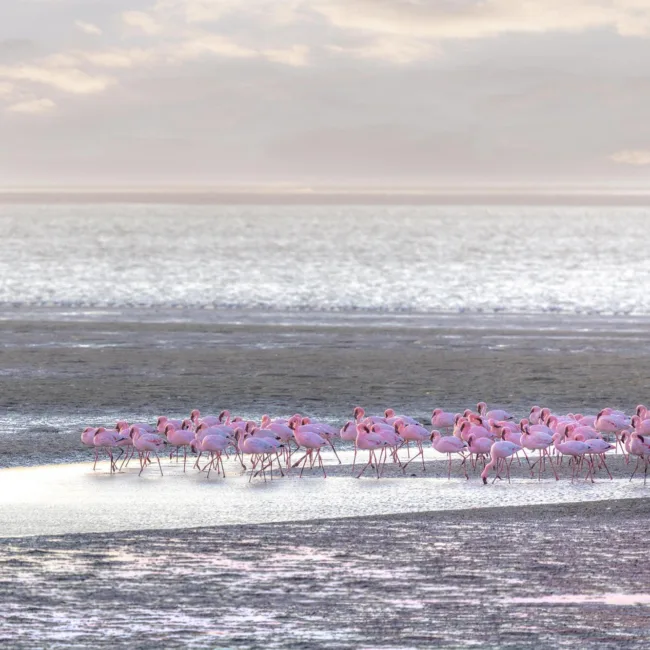 namibie,desert du namib,swakopmund,windhoek,walvis bay,sandwich harbour,twyfelfontein,damaraland,safari en namibie,parc national d'etosha,sossusvlei,circuit namibie,hotels de luxe en namibie,dunes de namibie,voyage aventure en namibie,faune de namibie