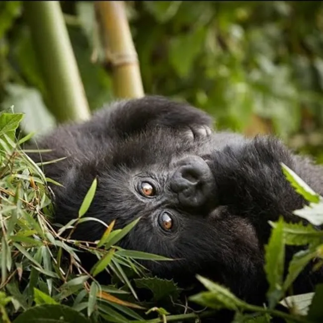 Chimpanzés au Rwanda,Lac Kivu,Parc national des volcans,Trekking gorilles au Rwanda