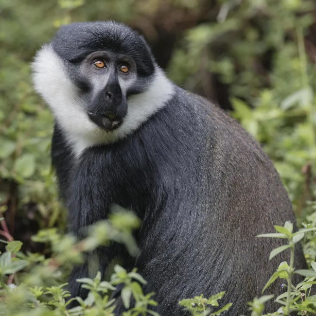 Chimpanzés au Rwanda,Lac Kivu,Parc national des volcans,Trekking gorilles au Rwanda