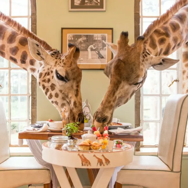 Nairobi,diani beach,mombassa,samburu,safari au kenya,plage de mombasa,voyage sur-mesure au kenya,parc national d'amboseli,hotels de luxe au kenya,faune et animaux au kenya,reserve national du masai mara,parc national de tsavo,kenya,safari